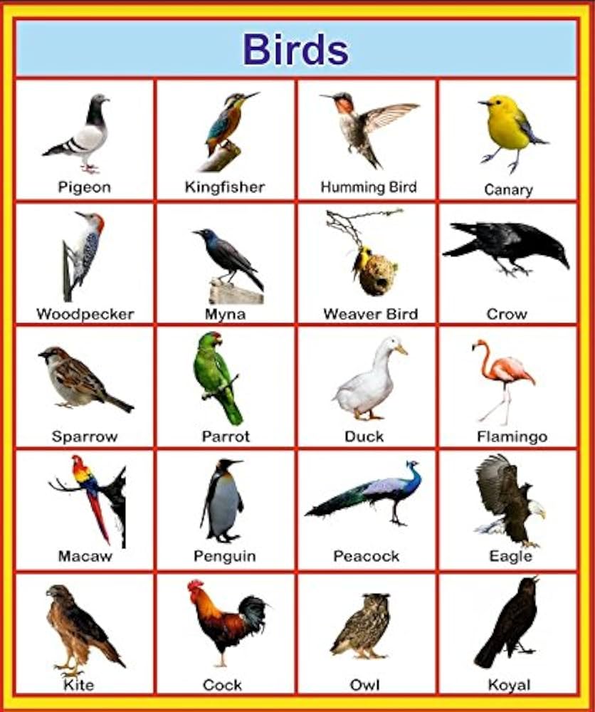 Learning Plus (Birds Charts).